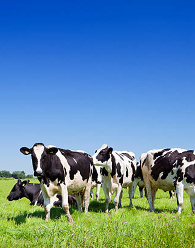 Dairy Farming