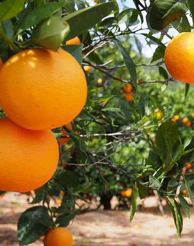 Citrus Farming in Kouga